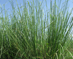 Vetiver Essential Oil